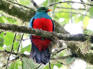 キンガシラカザリキヌバネドリ - eBird