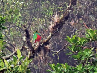 キンガシラカザリキヌバネドリ - eBird