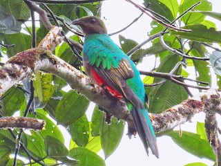 雌鳥 - Jorge Muñoz García   CAQUETA BIRDING - ML56523161