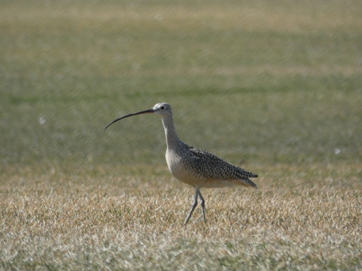 Long-billed Curlew - ML565233241