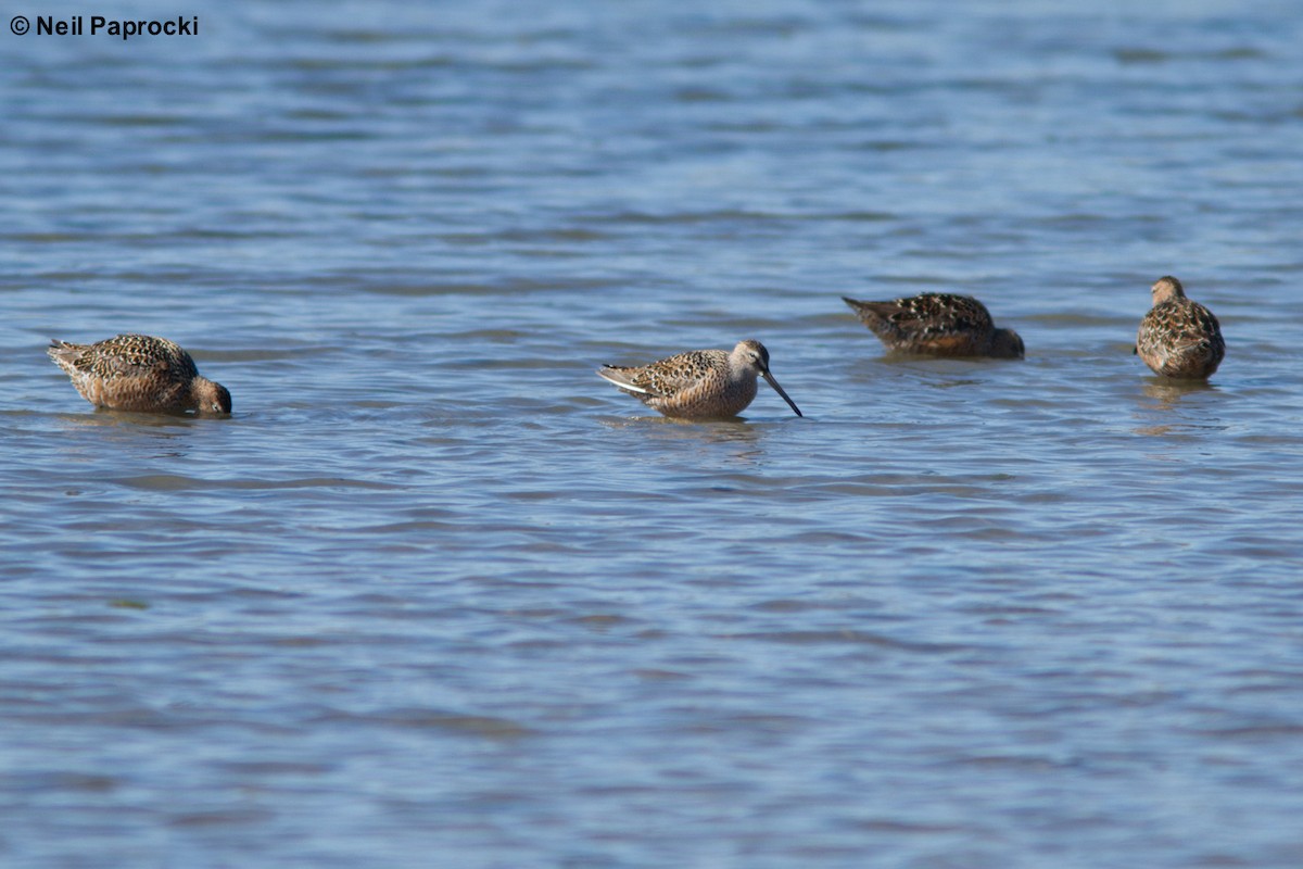 Long-billed Dowitcher - ML56523431
