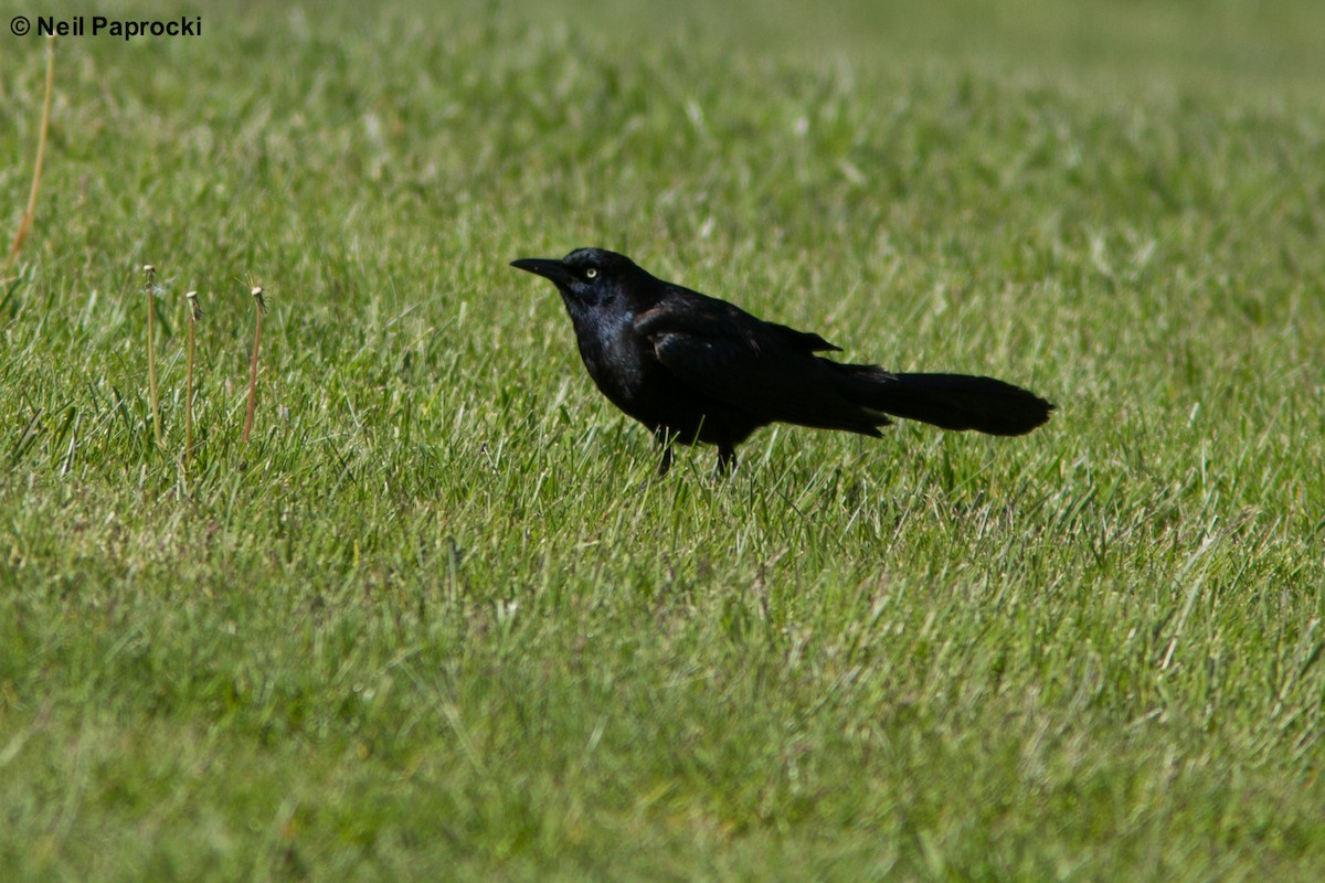 Great-tailed Grackle - ML56523461