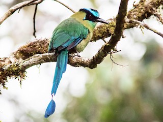  - Andean Motmot