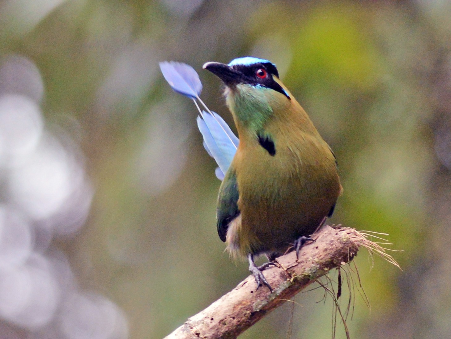 Andean Motmot - eBird
