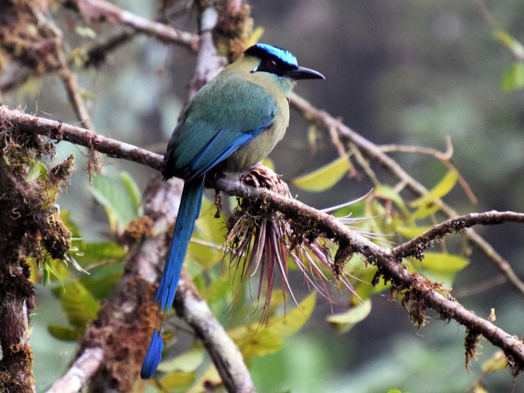 Andean Motmot - eBird