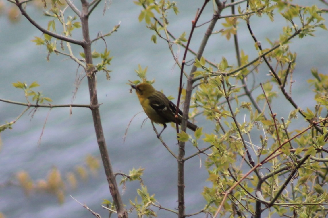 Wisconsin eBird Checklist - 30 Apr 2023 - Sheridan Park - 10 species