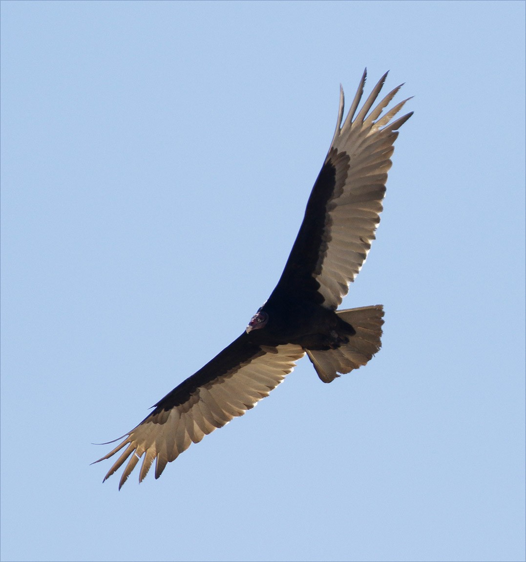 Turkey Vulture - Bill Maynard