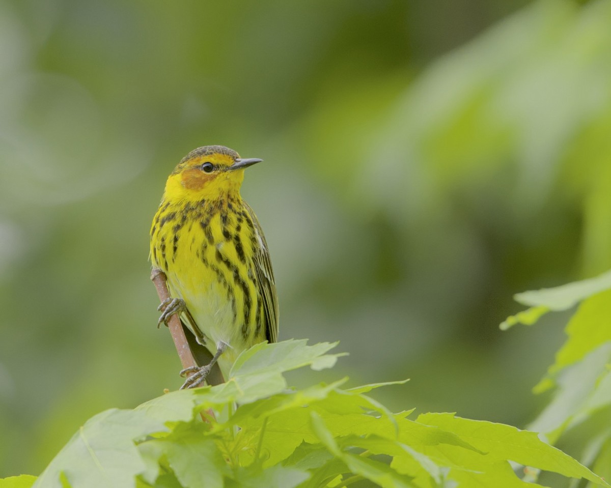 Cape May Warbler - ML56523851