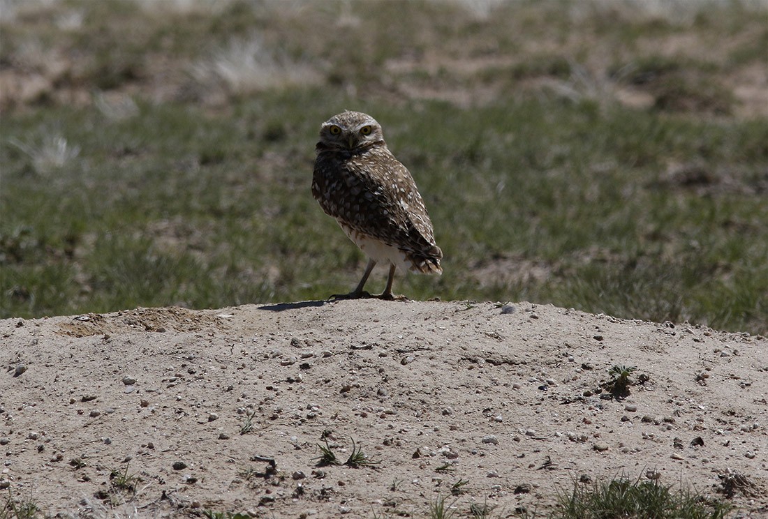 Burrowing Owl - Bill Maynard