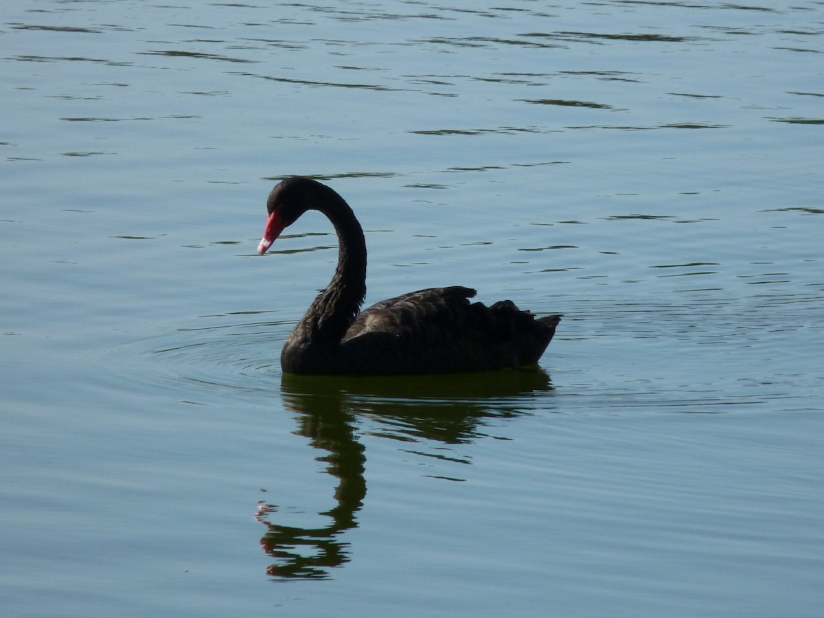 Black Swan - ML565239011