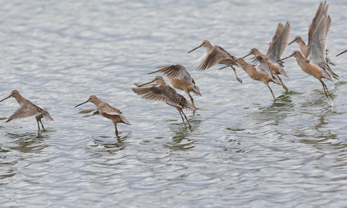 Long-billed Dowitcher - ML56523921
