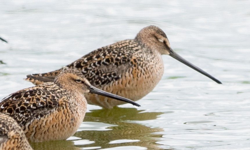 Long-billed Dowitcher - ML56524021