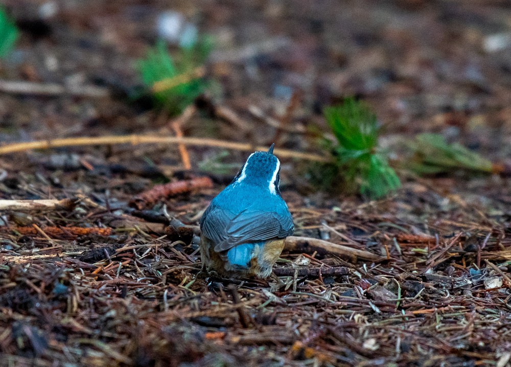 Red-breasted Nuthatch - ML565240671