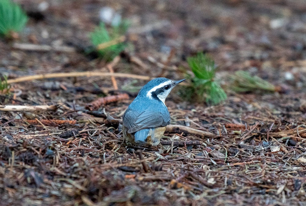 Red-breasted Nuthatch - ML565240681
