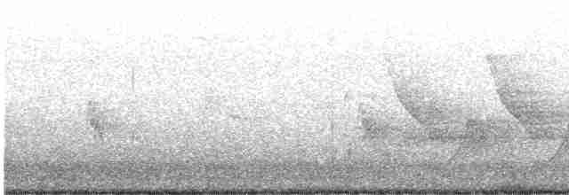 Каролинский крапивник - ML565243501