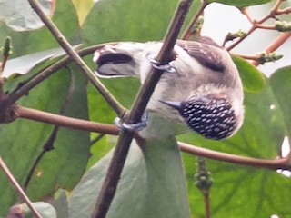  - Grayish Piculet