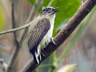  - Grayish Piculet