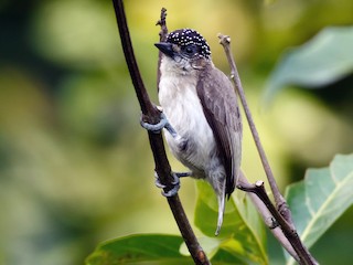  - Grayish Piculet
