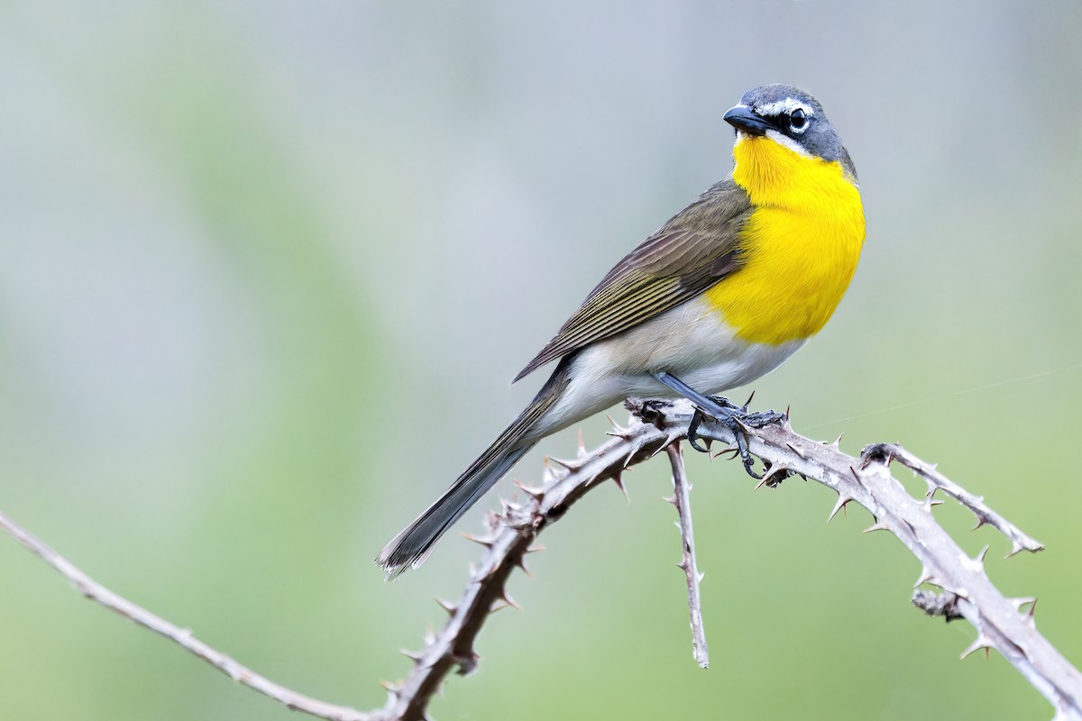 Yellow-breasted Chat - ML565245911