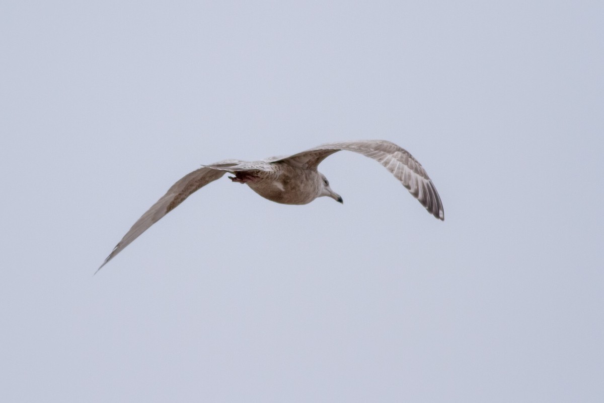 Herring x Glaucous Gull (hybrid) - Louis Bevier
