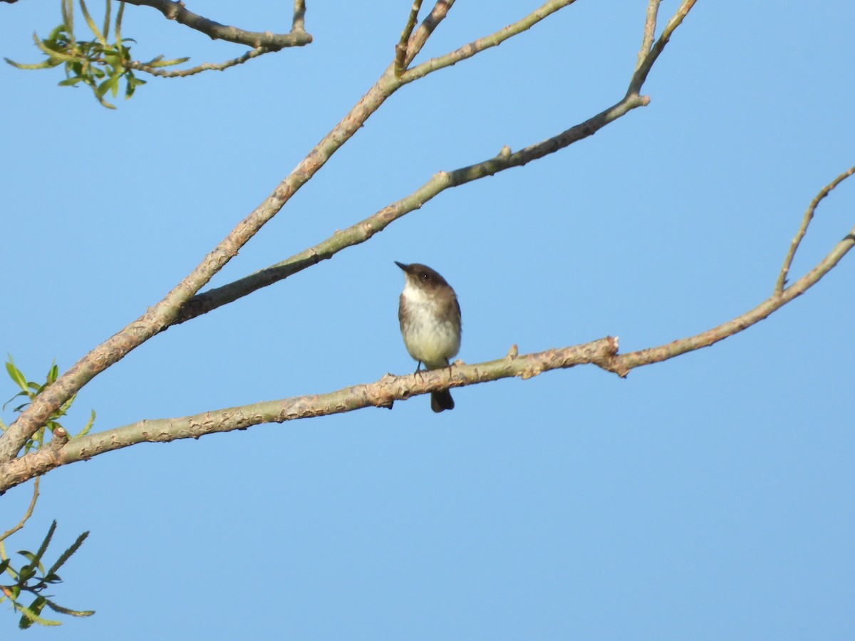 Eastern Phoebe - Jeff Percell