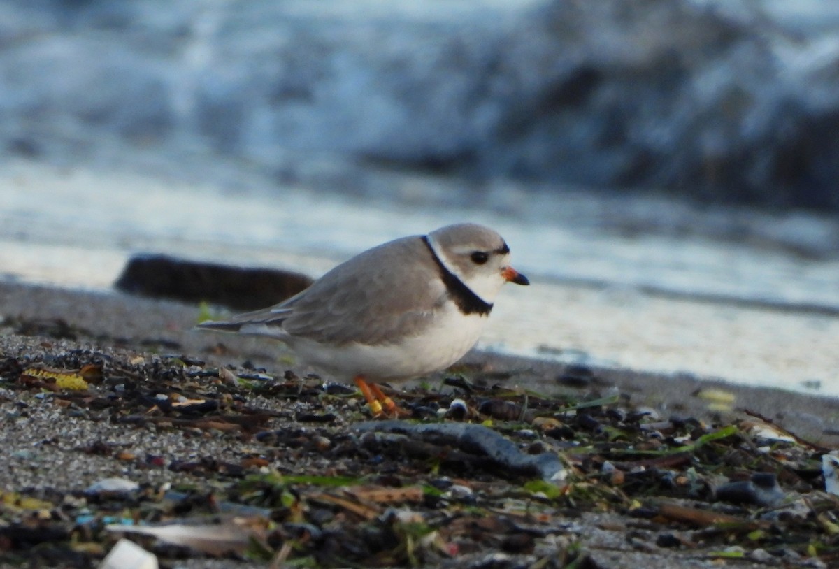 Piping Plover - ML565249871