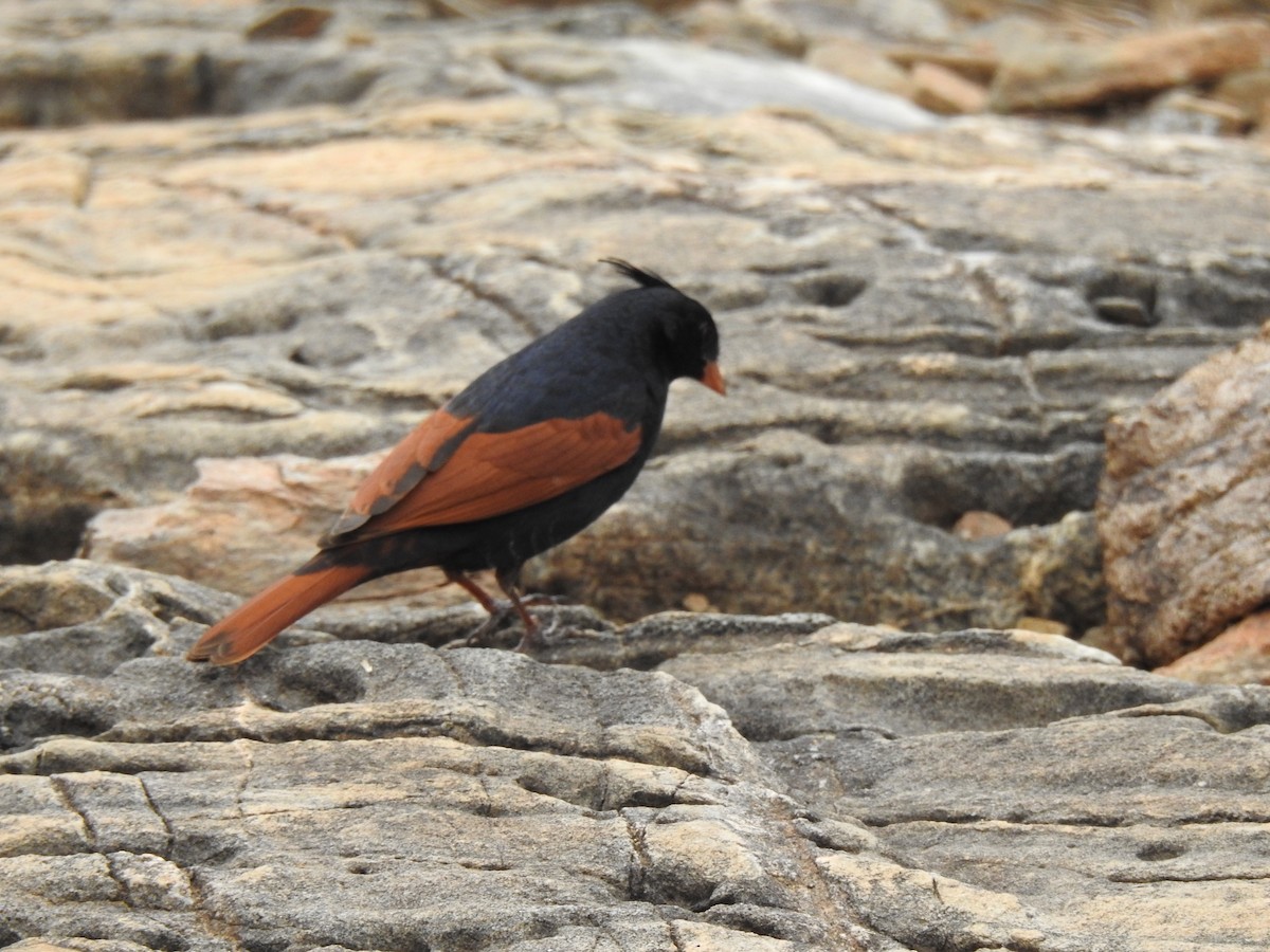 Crested Bunting - ML565250081