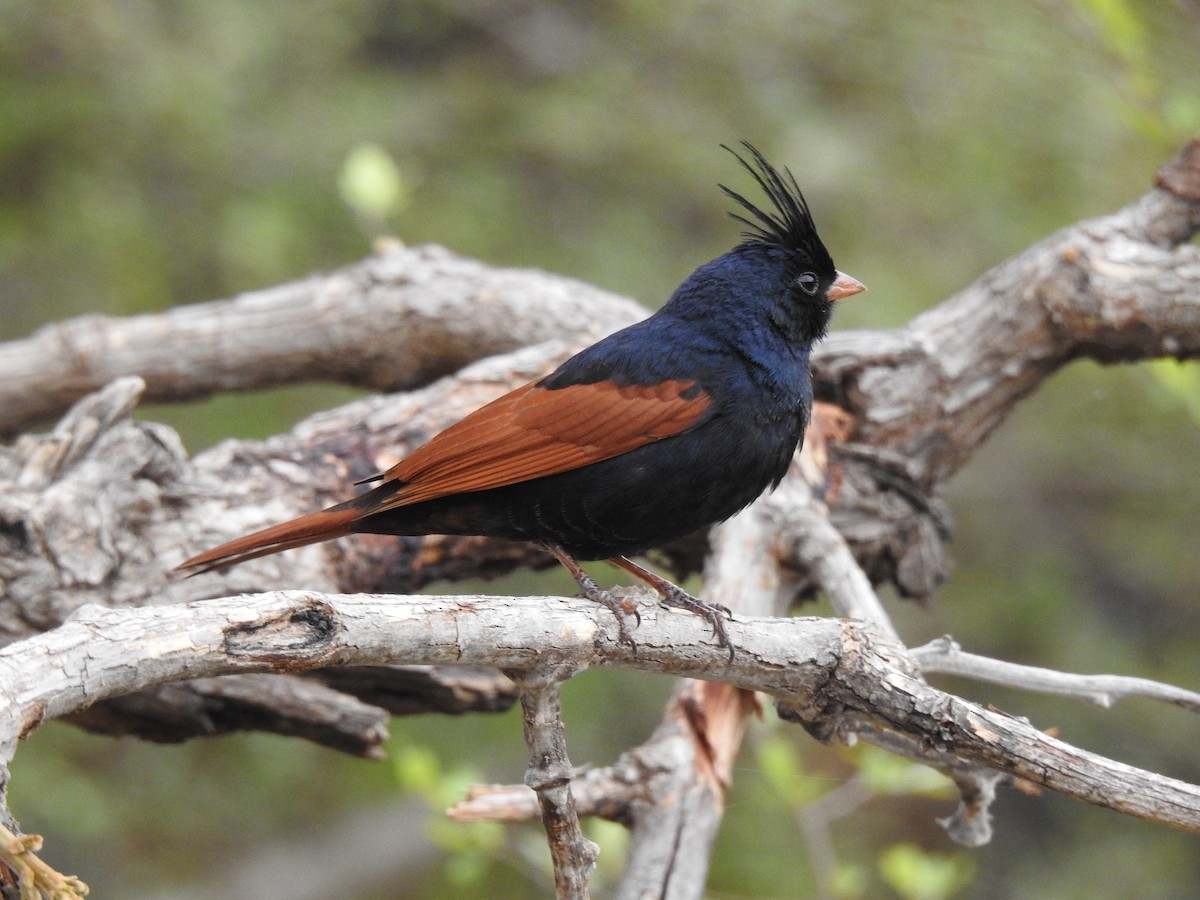 Crested Bunting - ML565250101