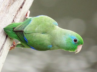  - Spectacled Parrotlet