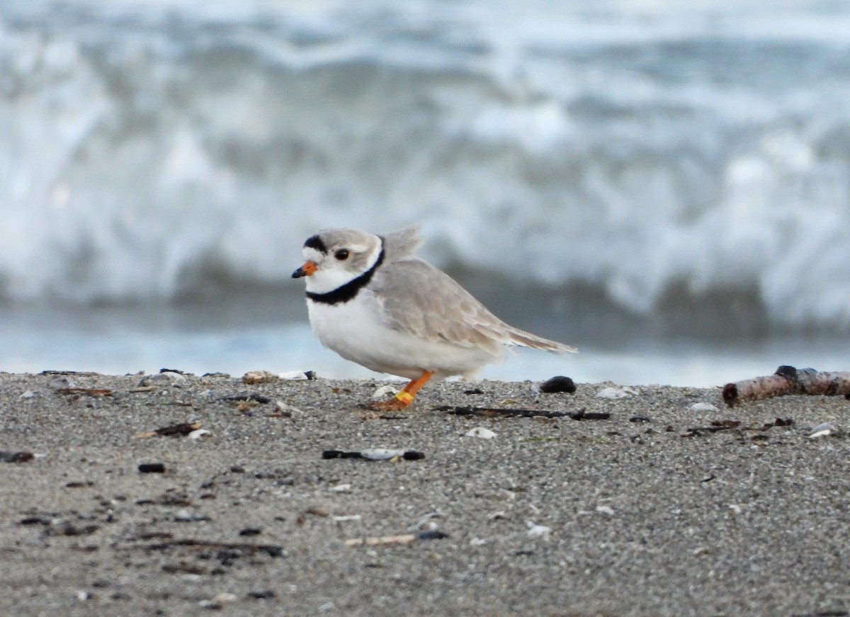 Piping Plover - ML565252261