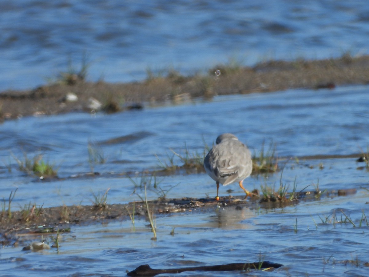 Piping Plover - ML565252581