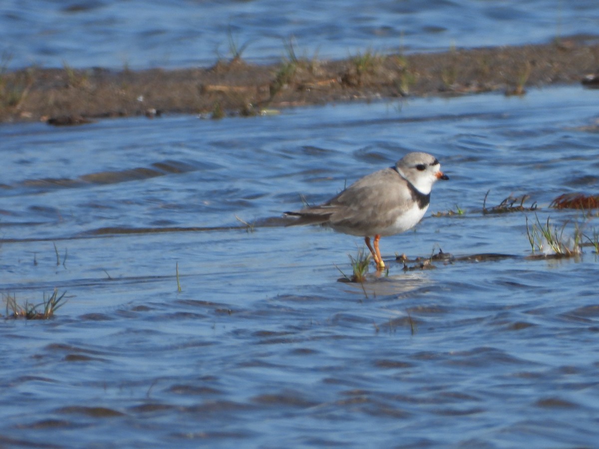 Piping Plover - ML565252591