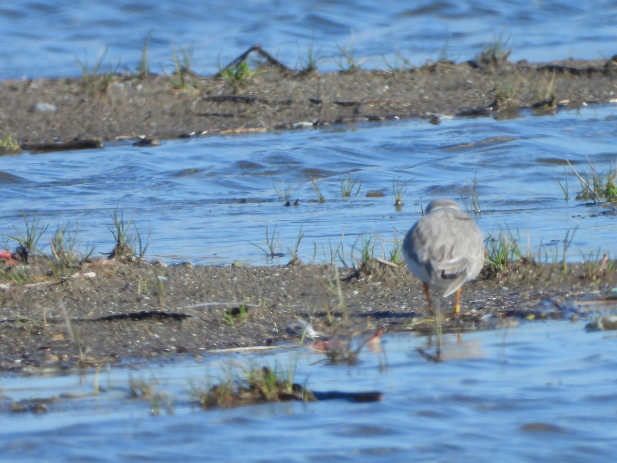 Piping Plover - ML565252601