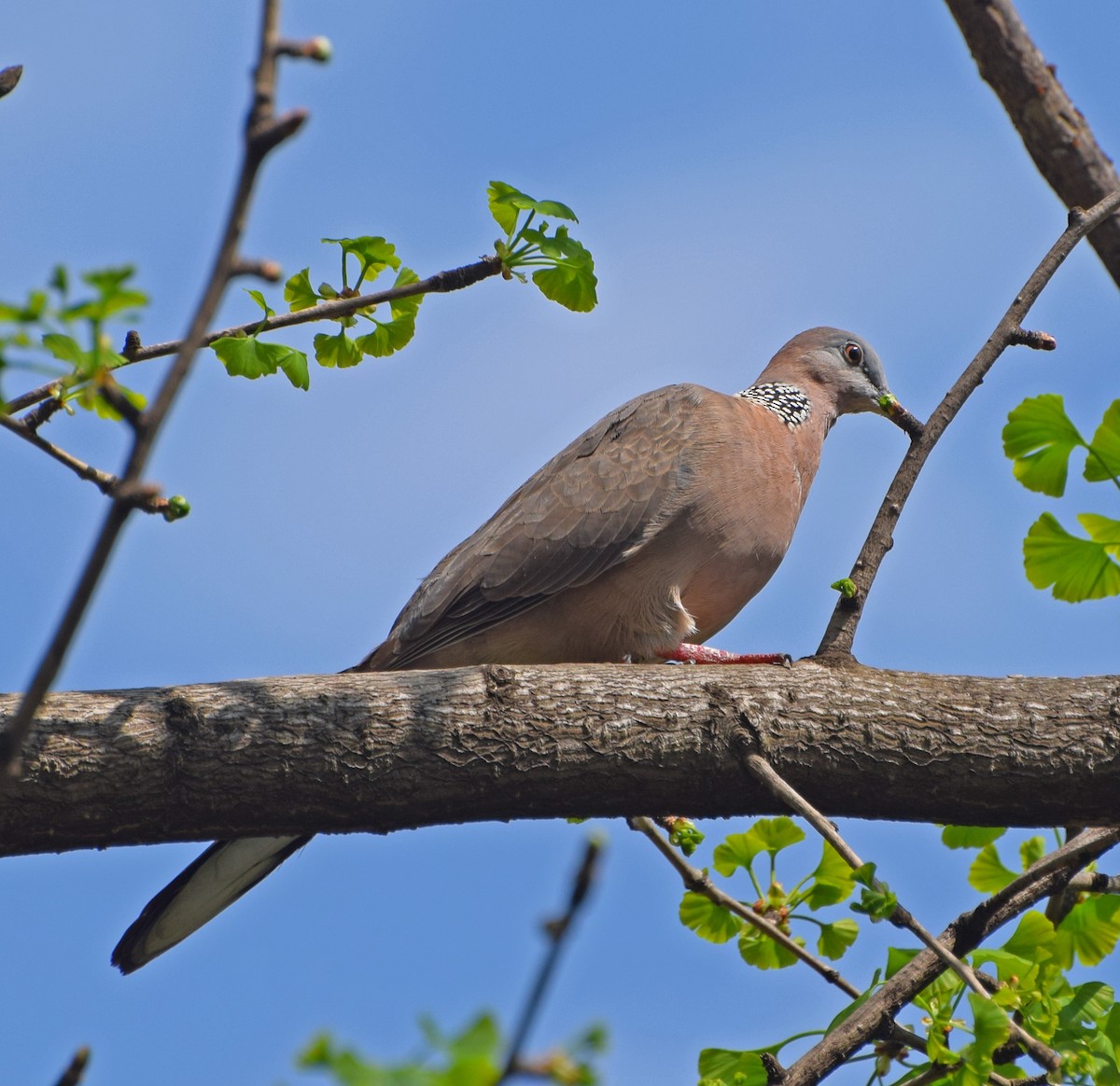 Spotted Dove - ML56525311