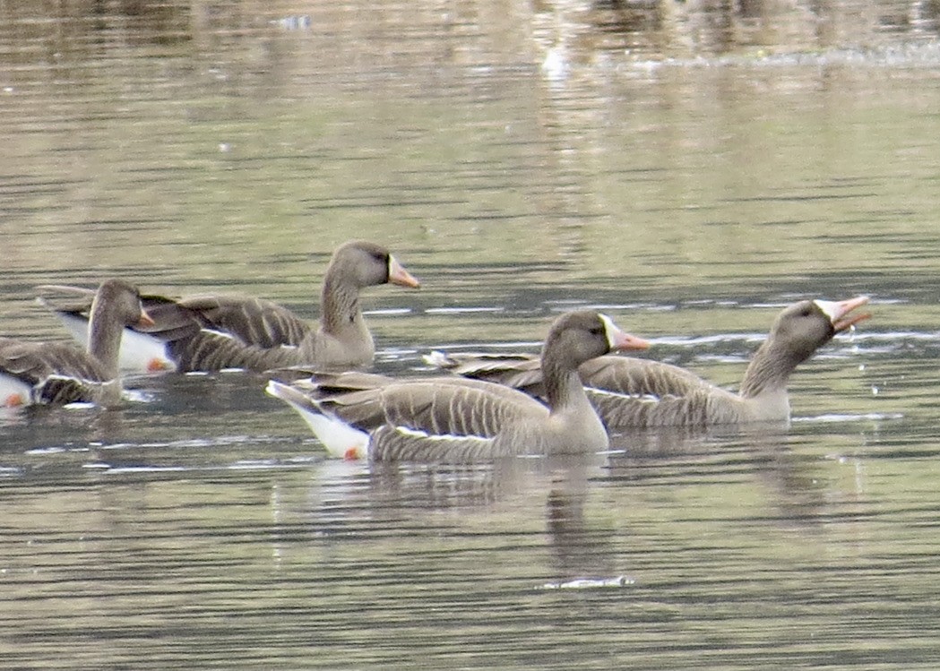Greater White-fronted Goose - ML565253601