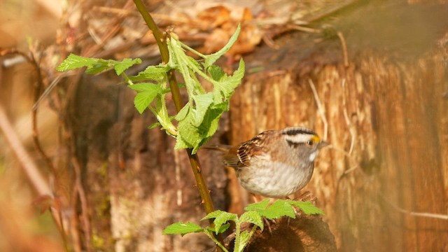 White-throated Sparrow - ML565253731