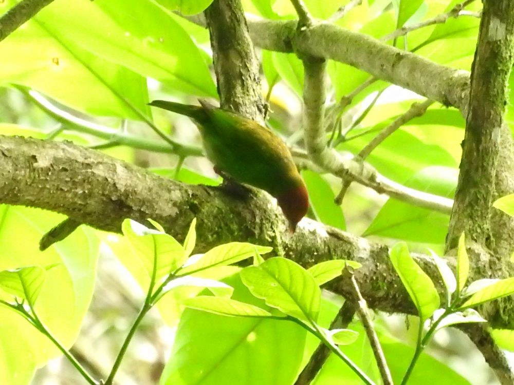 Bay-headed Tanager - ML565254421