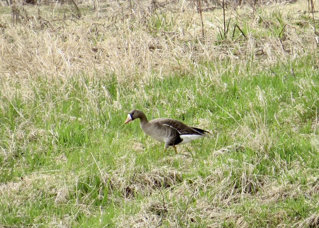 Greater White-fronted Goose - ML565259081