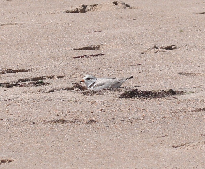 Piping Plover - ML565260981