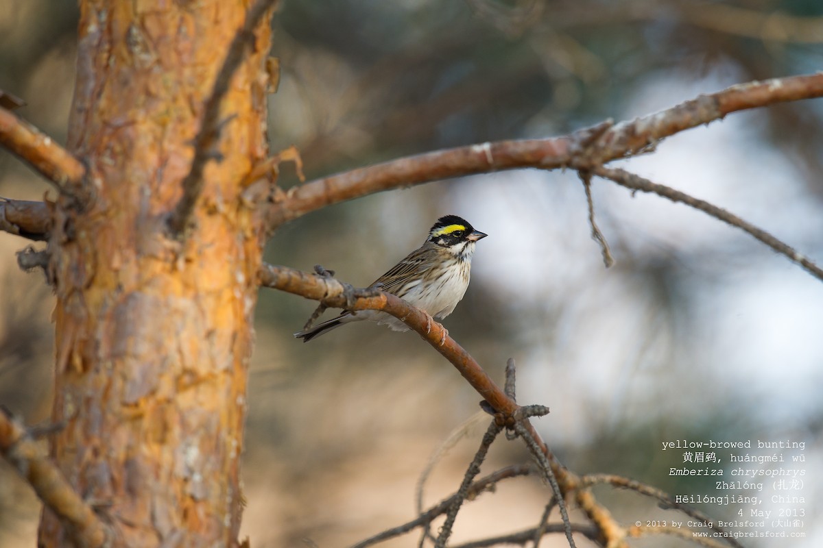 Yellow-browed Bunting - ML56526201
