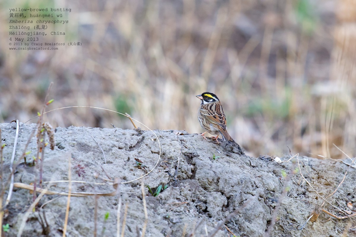 Yellow-browed Bunting - ML56526211