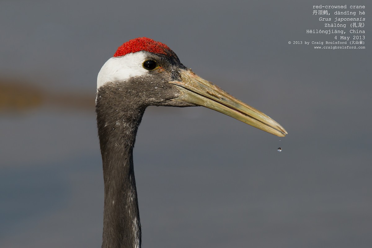 Red-crowned Crane - ML56526331