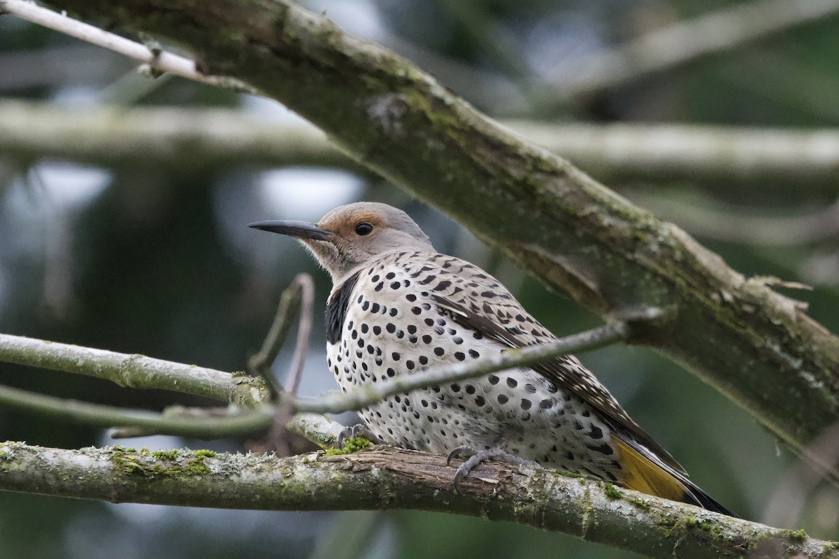 Northern Flicker (Yellow-shafted x Red-shafted) - Neil Pankey