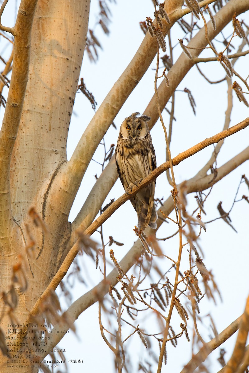 Long-eared Owl - Craig Brelsford