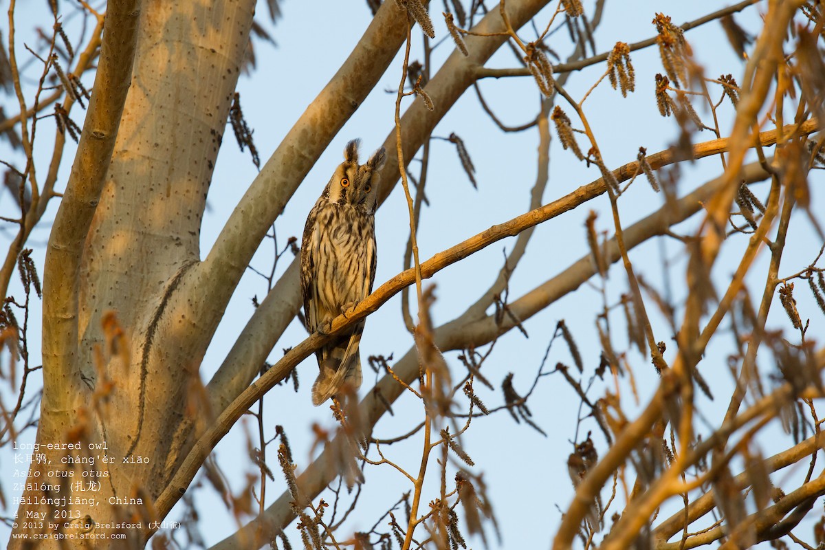 Long-eared Owl - Craig Brelsford