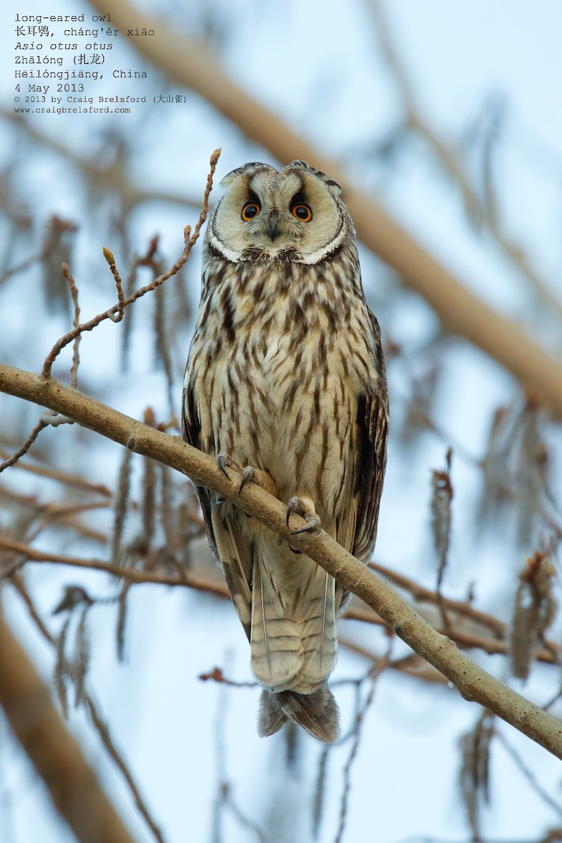 Long-eared Owl - ML56526501