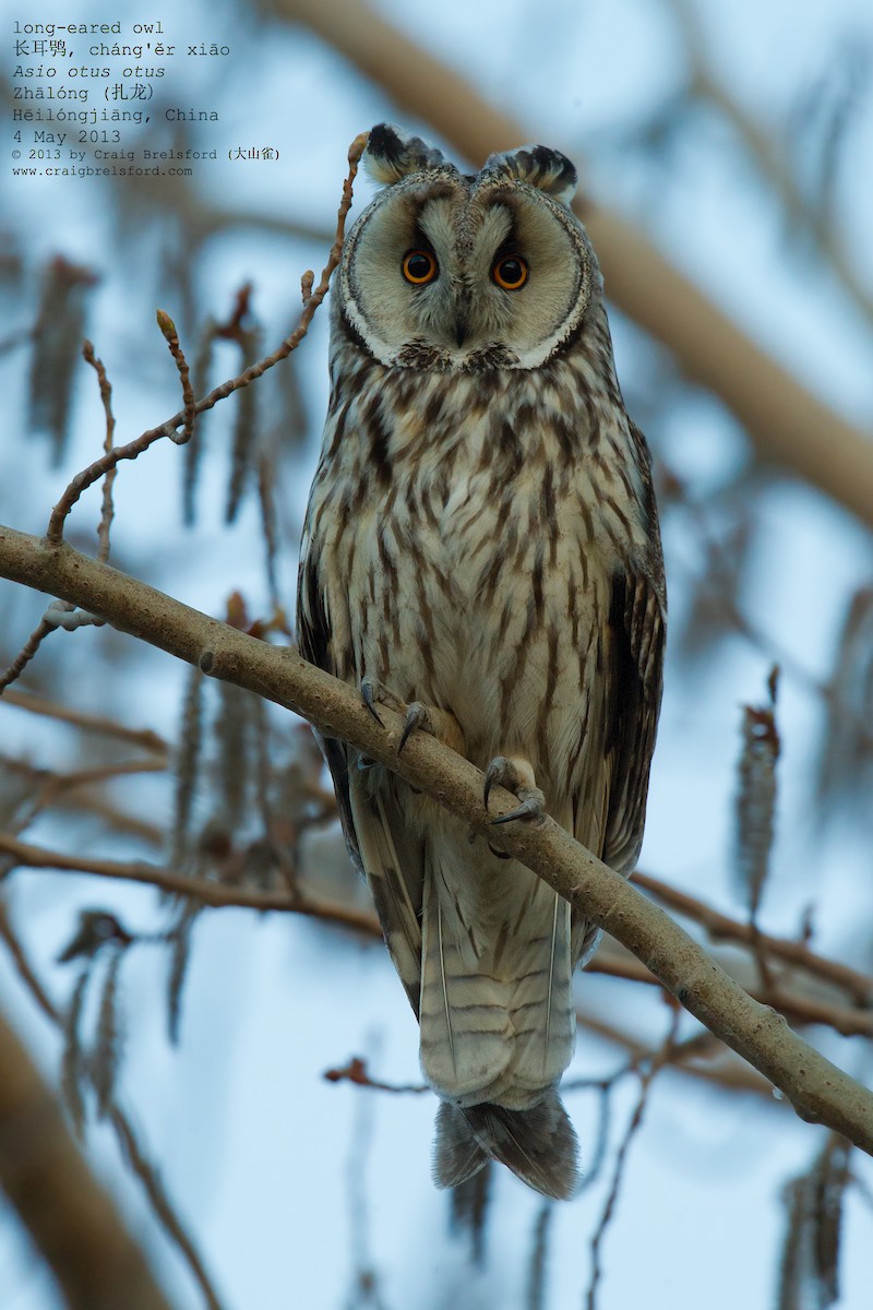 Long-eared Owl - ML56526511