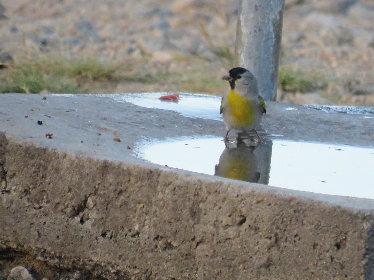 Lawrence's Goldfinch - ML56526831