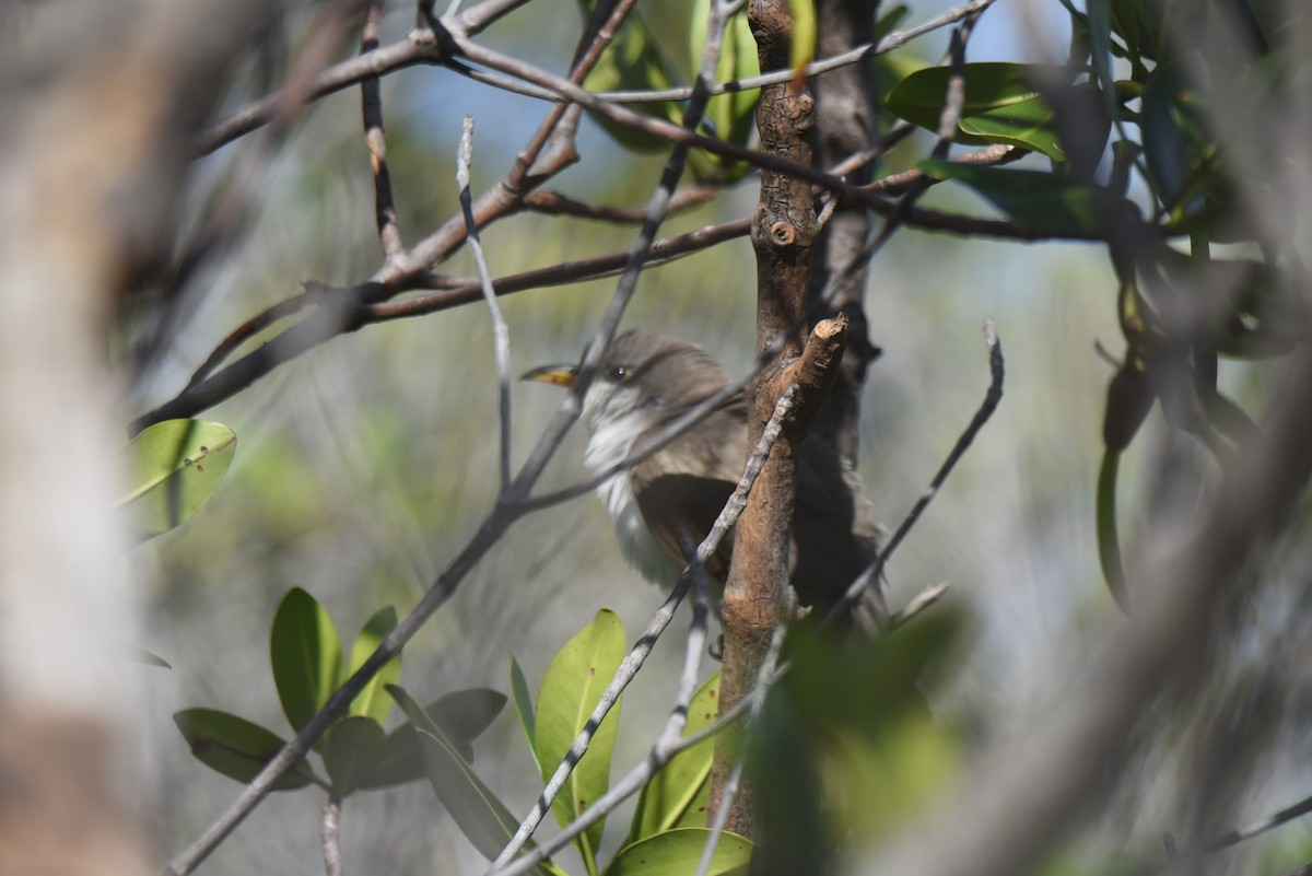 eBird Checklist 30 Apr 2023 Honeymoon Island SP 50 species