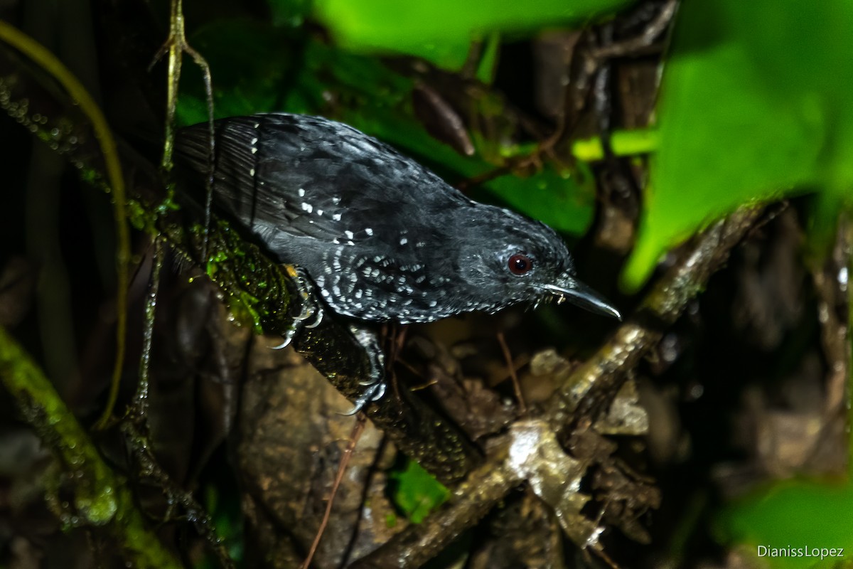 Stub-tailed Antbird - ML565268431